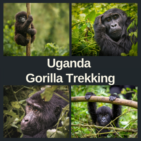 The Uganda Gorilla Trekking&nbsp;Experience